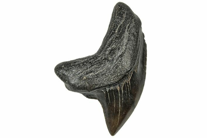 Rare,  Giant Thresher Shark (Alopias) Tooth - South Carolina #320533